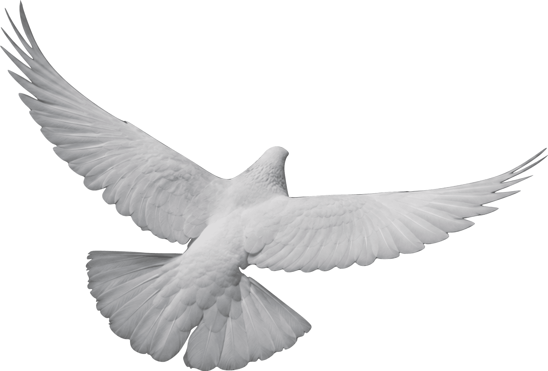 A dove in flight